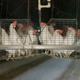 hens are lifted in cages at an egg farm in San Diego County